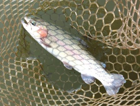 ライズがいっぱい ～大安トラウトレイク～